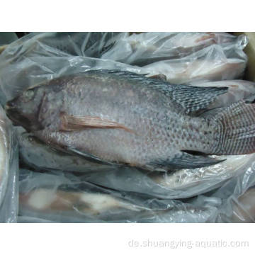 Gefrorene IVP GGS Nil Tilapia Ganzer runder Fisch